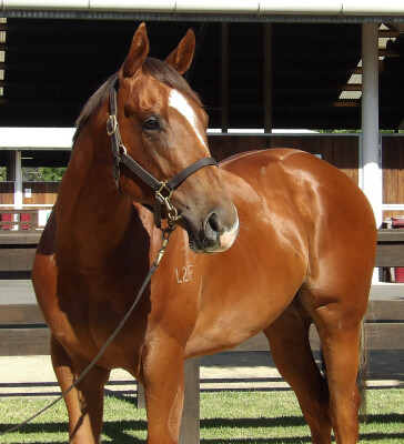 Lot 204: Gold Standard / Chamois Princess