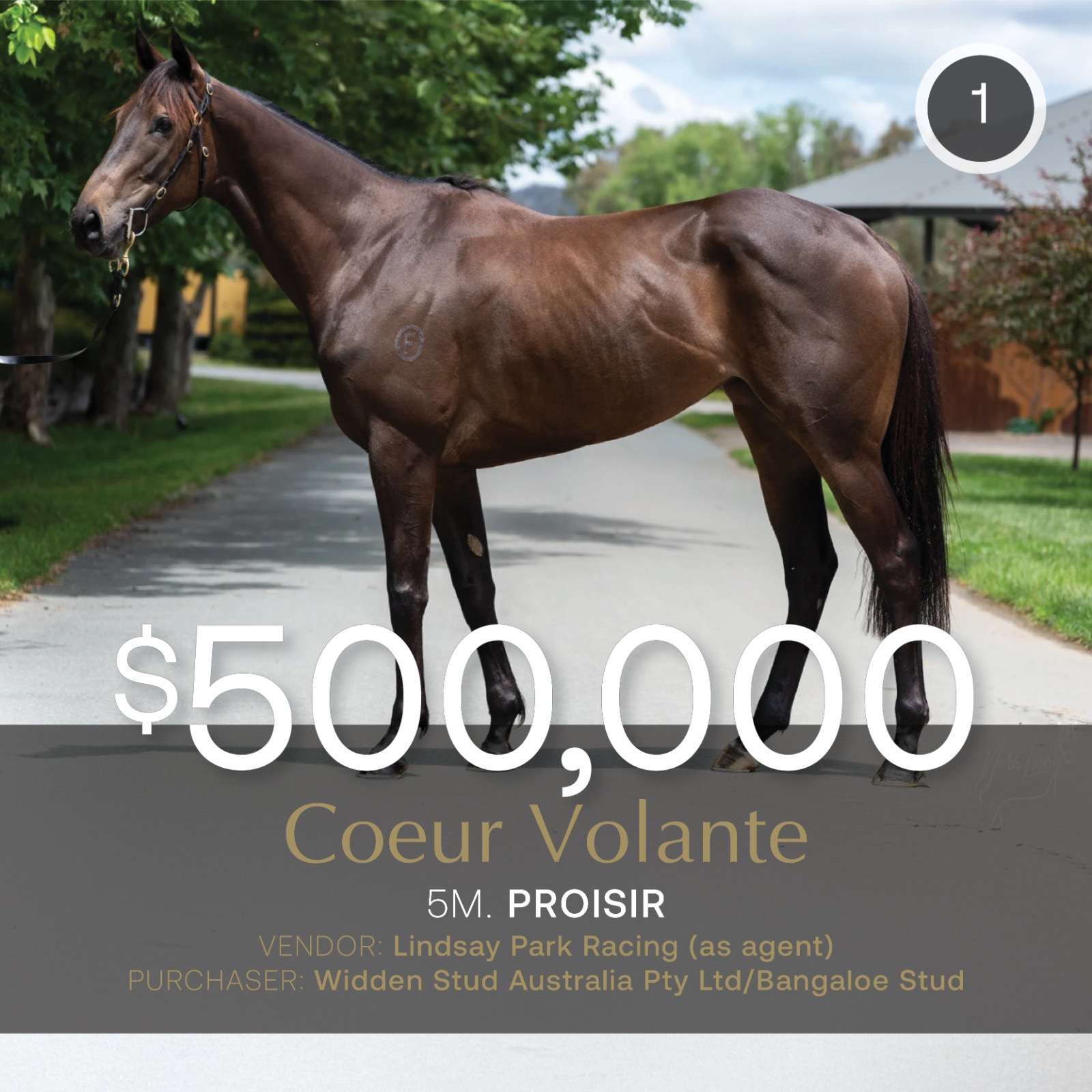 Coeur Volante realises $500,000 on Inglis Digital