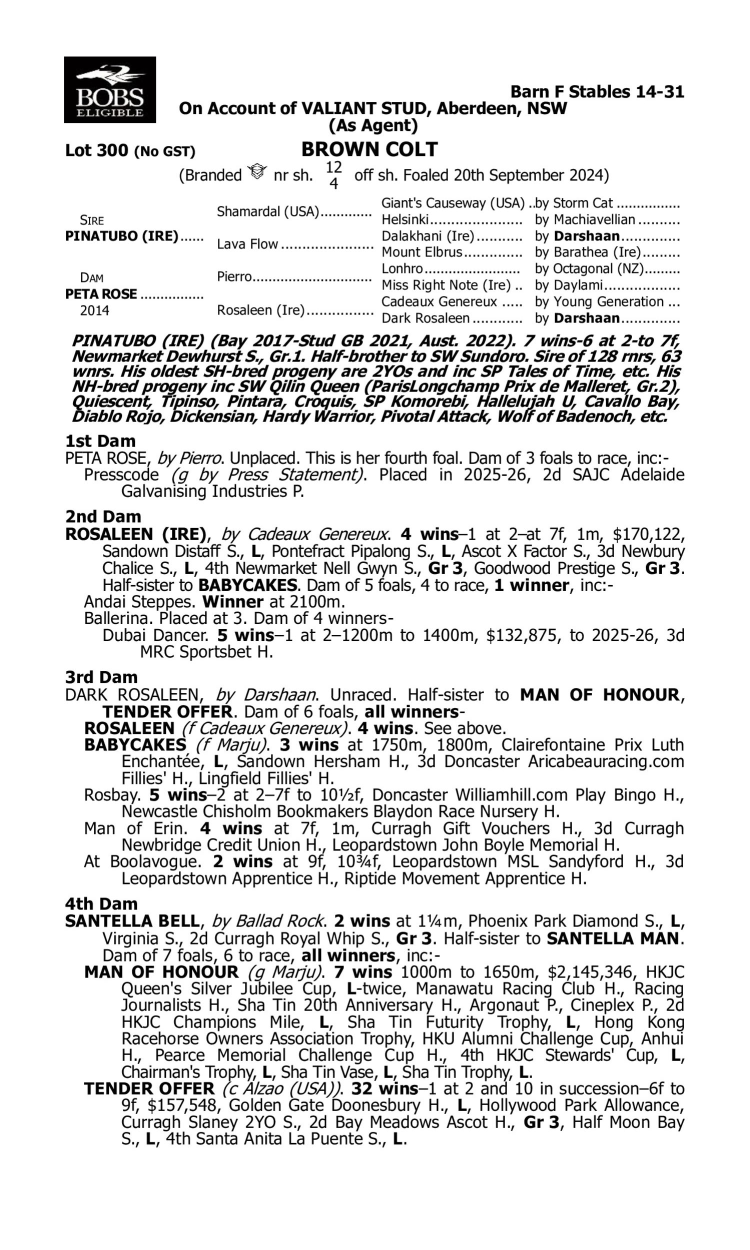 Pedigree for Lot 300 Pinatubo (IRE) - Peta Rose