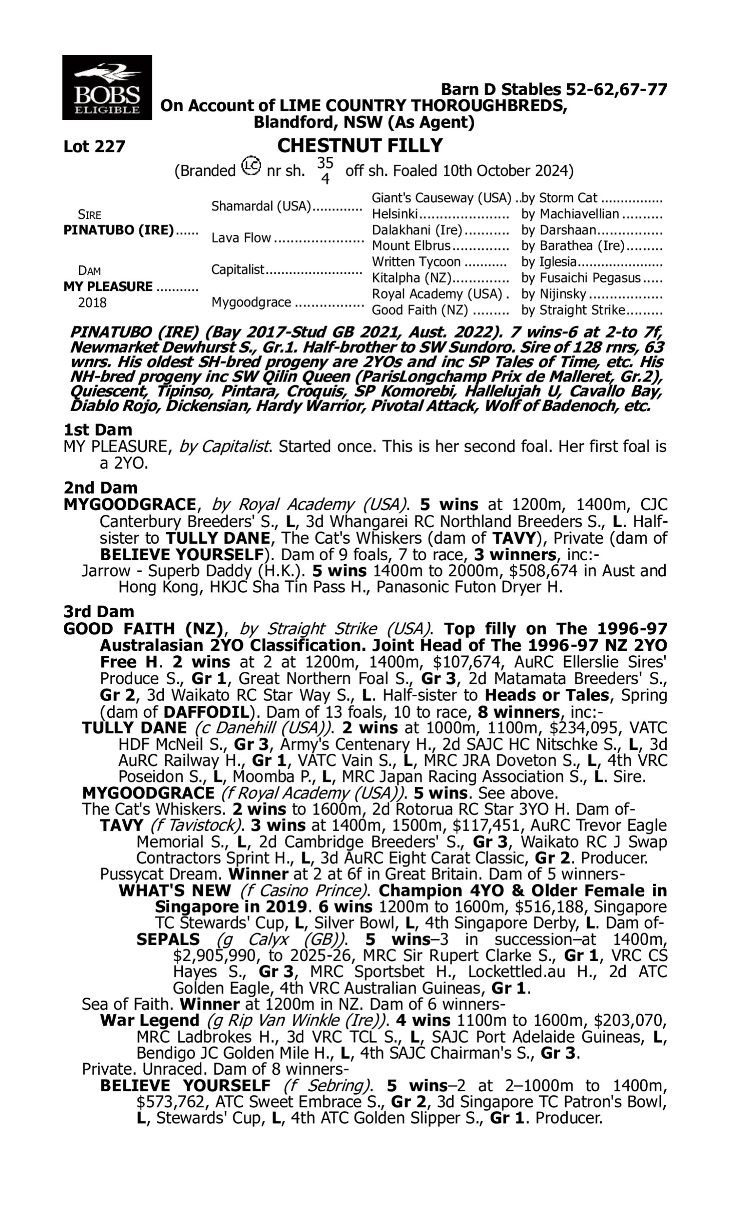 Pedigree for Lot 227 Pinatubo (IRE) - My Pleasure