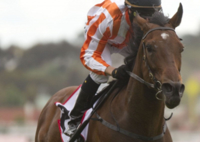 Aussie mare likely to redeem on King's Stand showing