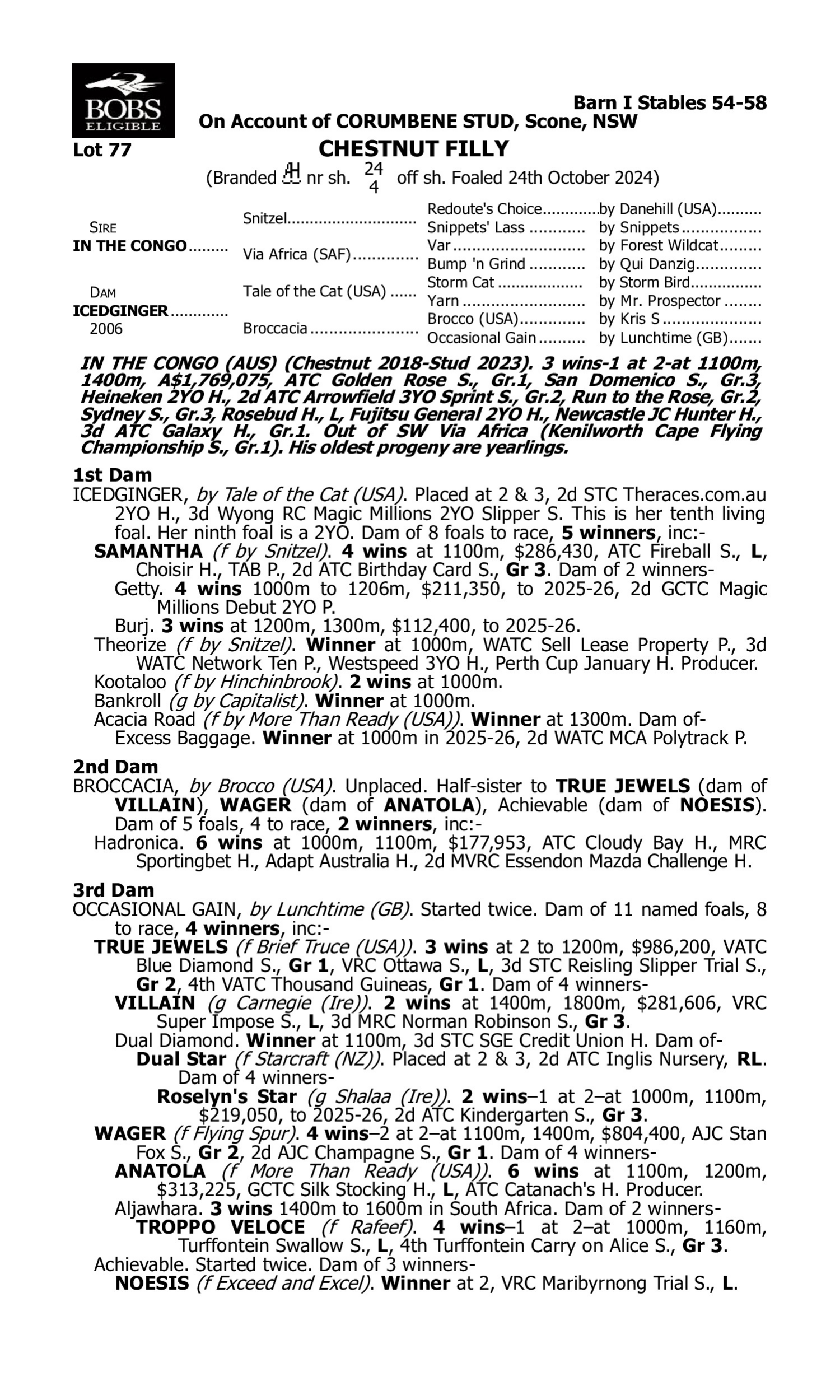 Pedigree for Lot 77 In the Congo - Icedginger