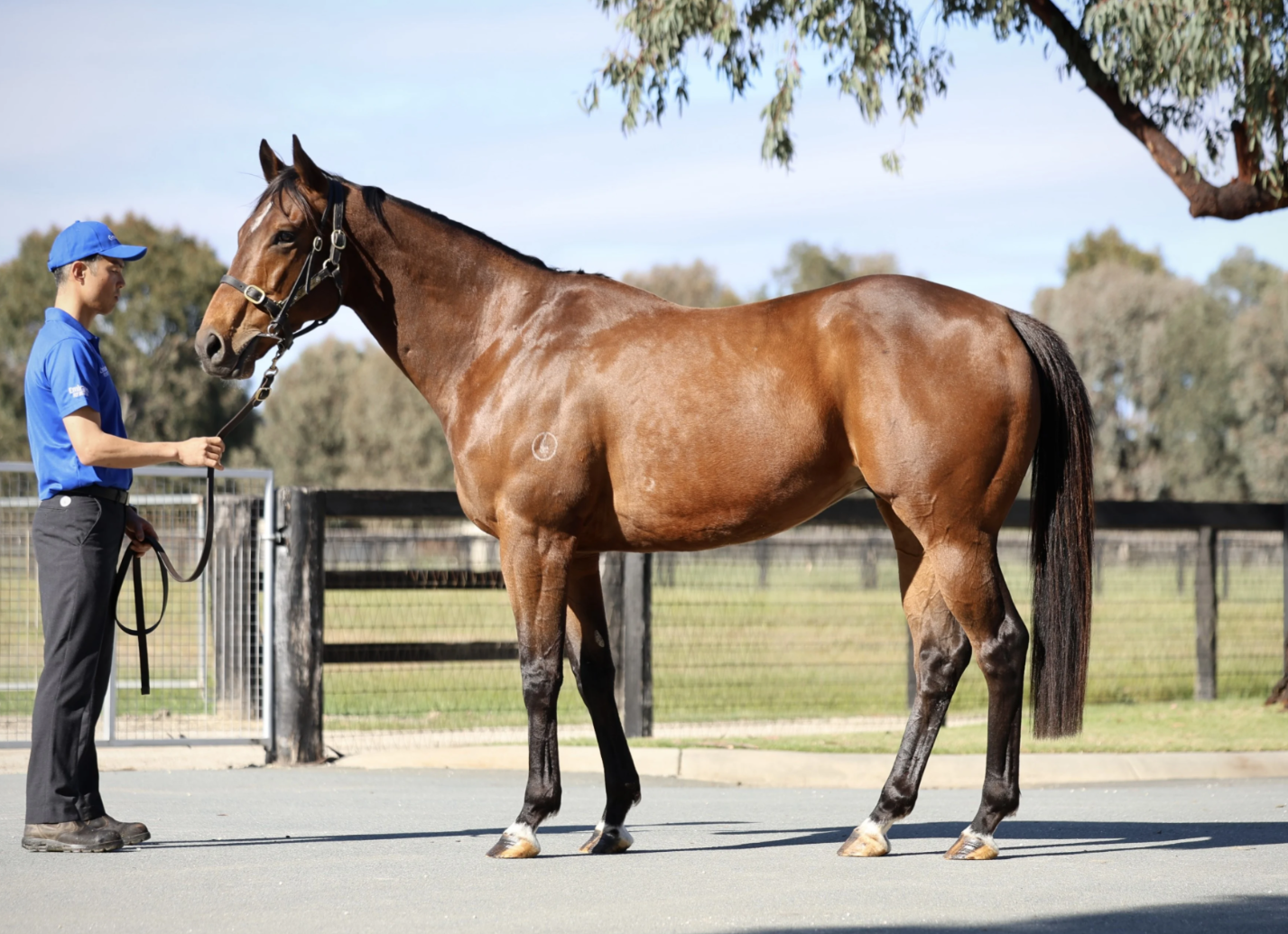 Strong Godolphin draft headlines November (Late) catalogue