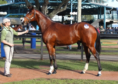 Fastnet Rock Yearling Tops Off Buoyant Sydney Sale