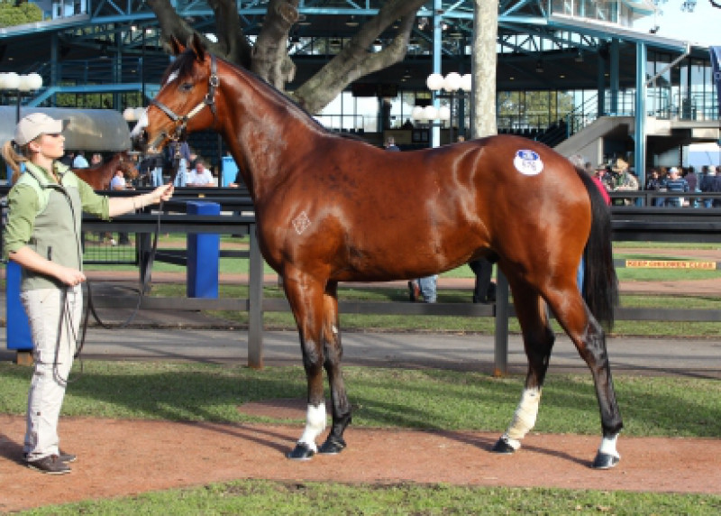 Fastnet Rock Yearling Tops Off Buoyant Sydney Sale