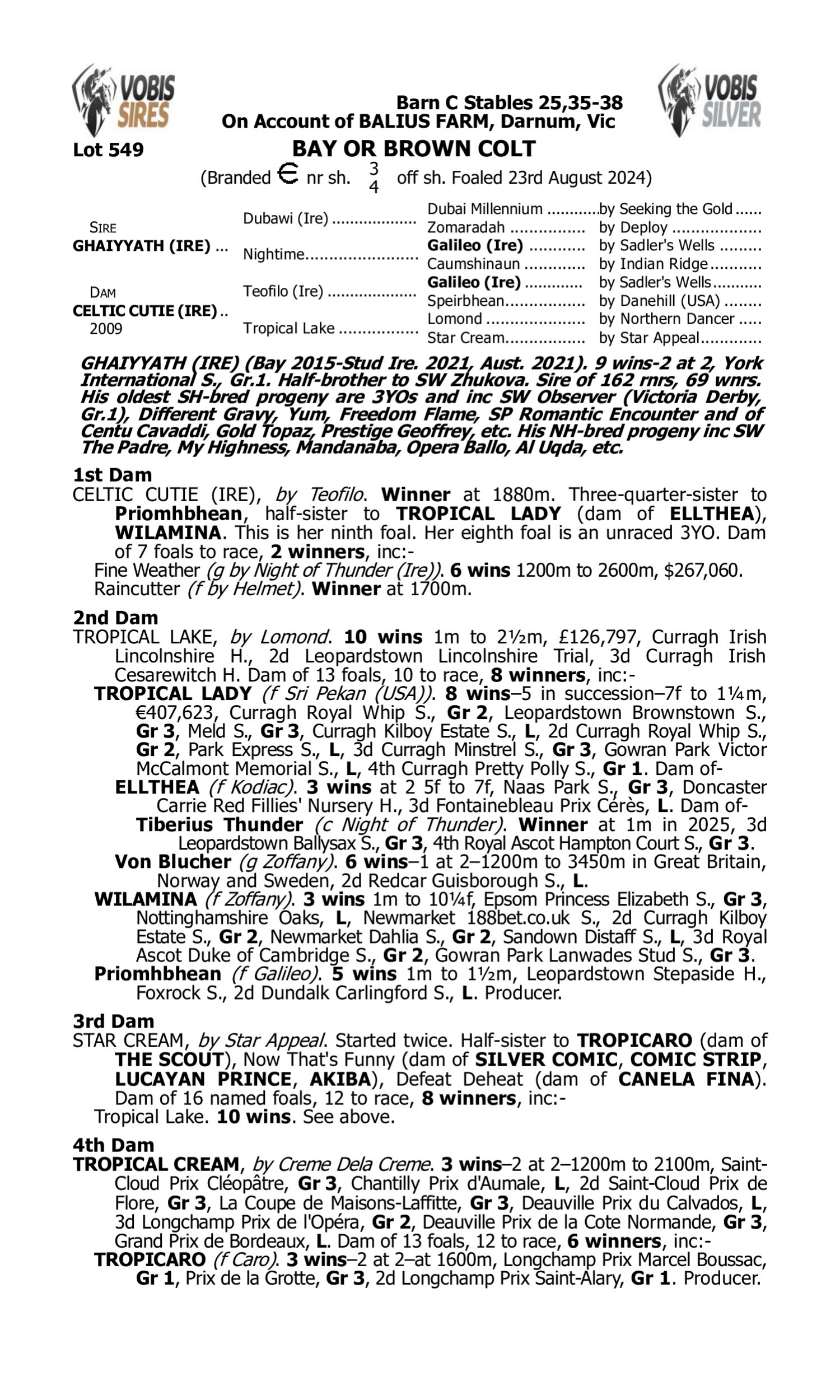 Pedigree for Lot 549 Ghaiyyath (IRE) - Celtic Cutie (IRE)