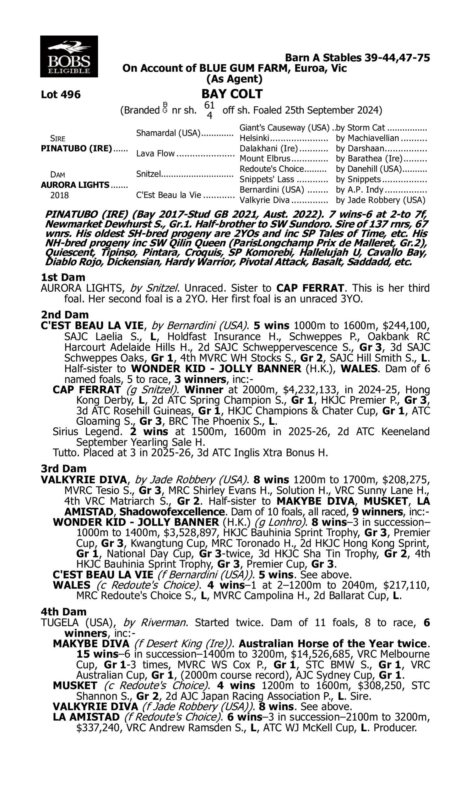 Pedigree for Lot 496 Pinatubo (IRE) - Aurora Lights