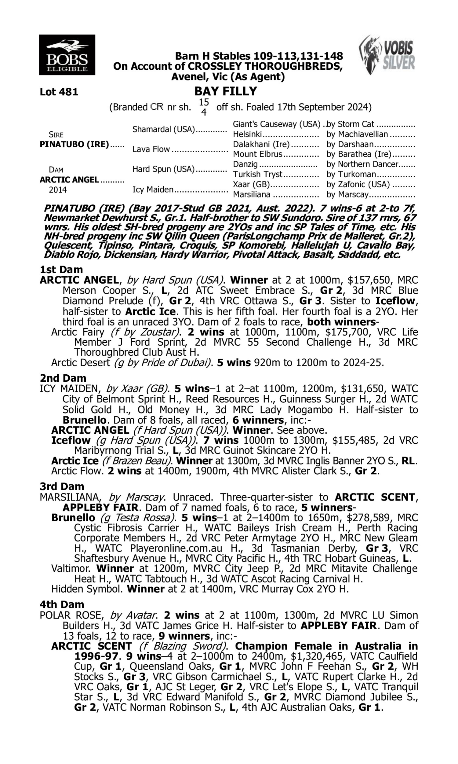 Pedigree for Lot 481 Pinatubo (IRE) - Arctic Angel