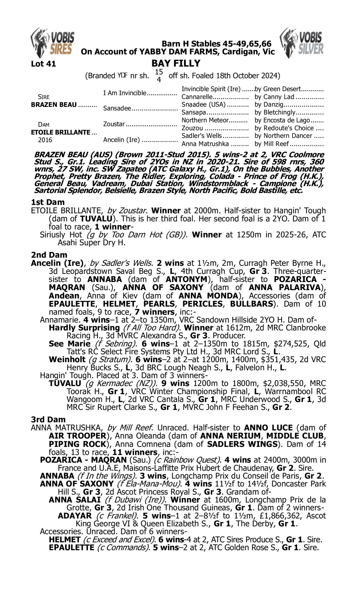 Pedigree for Lot 41 Brazen Beau - Etoile Brillante