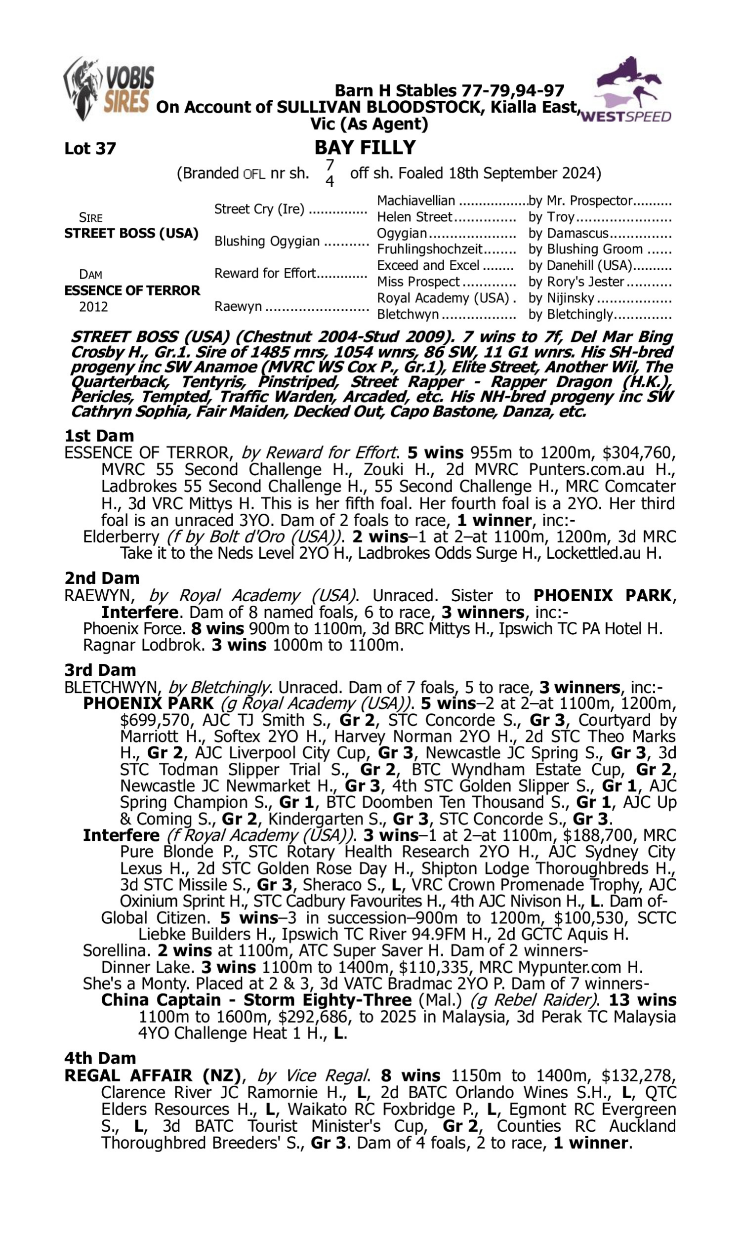 Pedigree for Lot 37 Street Boss (USA) - Essence of Terror