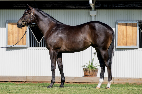 Lot 651: Hellbent / Backpedal