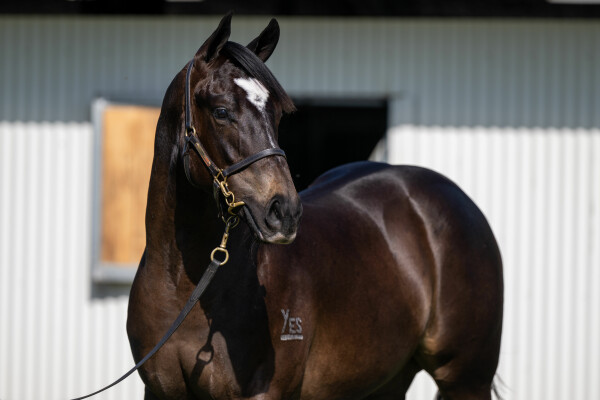 Lot 651: Hellbent / Backpedal