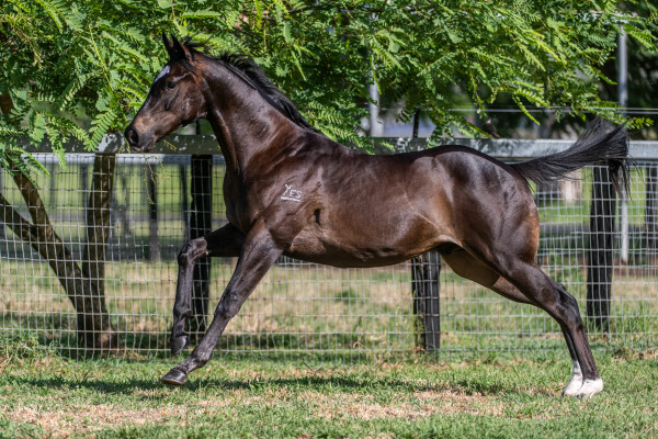 Lot 651: Hellbent / Backpedal