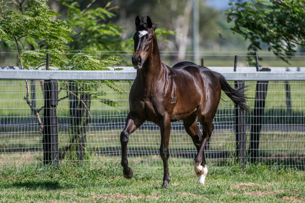 Lot 651: Hellbent / Backpedal