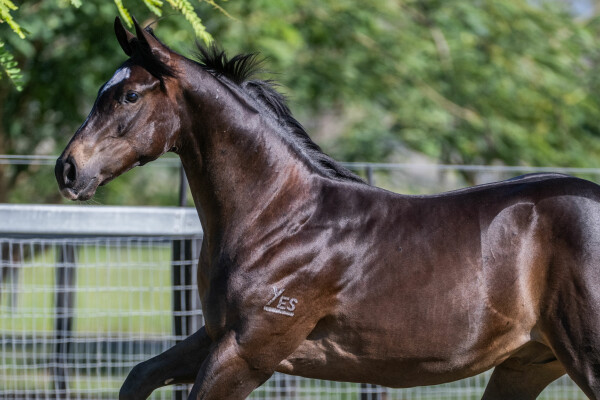 Lot 651: Hellbent / Backpedal