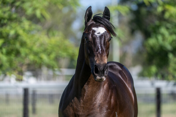 Lot 651: Hellbent / Backpedal