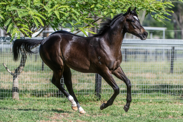 Lot 651: Hellbent / Backpedal