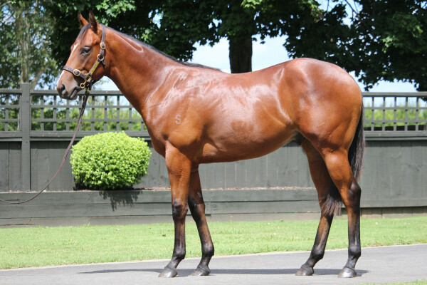 Lot 15: Sword of State / Florencenightngale (NZ)