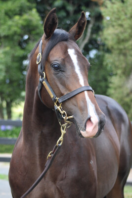 Lot 547: Satono Aladdin (JPN) / Unique Magic (NZ)