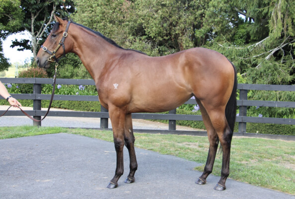 Lot 553: Anamoe / Valley Girl (NZ)