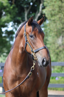 Lot 553: Anamoe / Valley Girl (NZ)