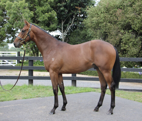 Lot 668: Ghaiyyath (IRE) / Berg en Dal (NZ)