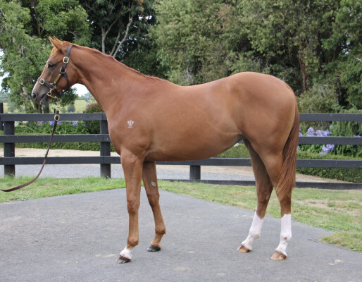 Lot 234: Harry Angel (IRE) / Namurian Sunset (IRE)