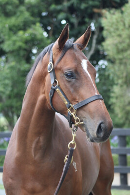 Lot 668: Ghaiyyath (IRE) / Berg en Dal (NZ)