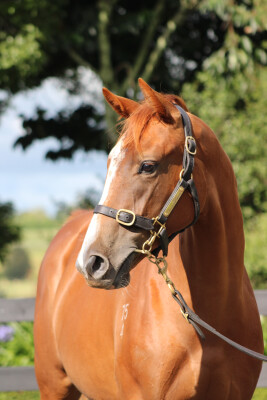 Lot 234: Harry Angel (IRE) / Namurian Sunset (IRE)