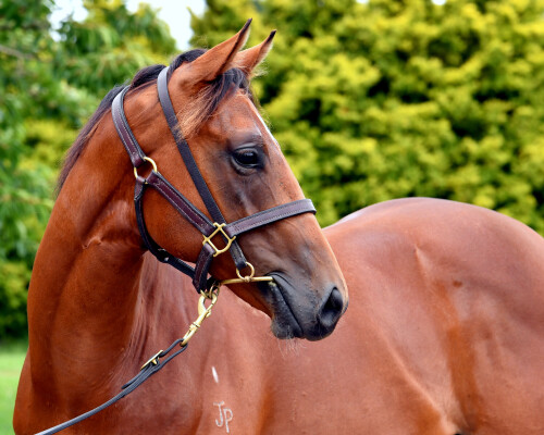 Lot 4: Super Seth / Fast Company