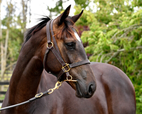 Lot 11: Profondo / Fiscal Fantasy