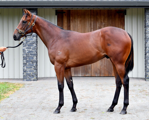 Lot 115: Ardrossan / La Bella Beals