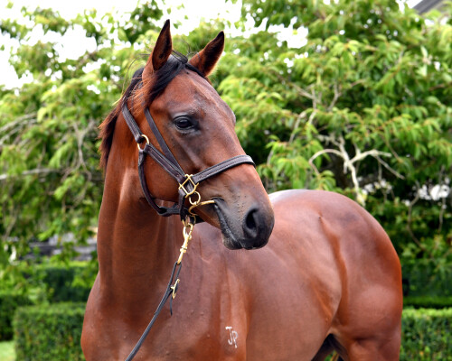 Lot 115: Ardrossan / La Bella Beals