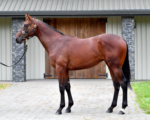 Lot 215: Hello Youmzain (FR) / More Beautiful
