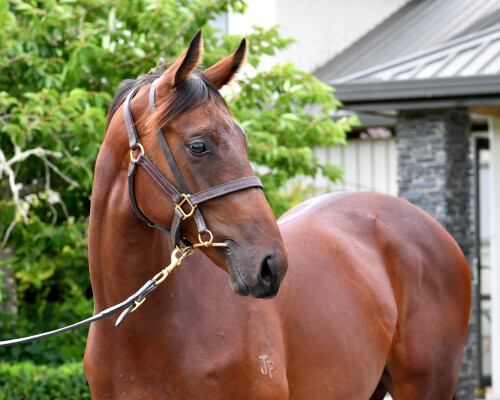 Lot 215: Hello Youmzain (FR) / More Beautiful