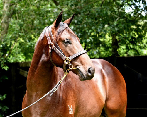 Lot 324: Brutal (NZ) / Queen of Zealand (NZ)