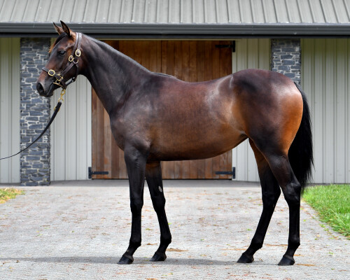 Lot 477: Almanzor (FR) / Summer's Day (NZ)
