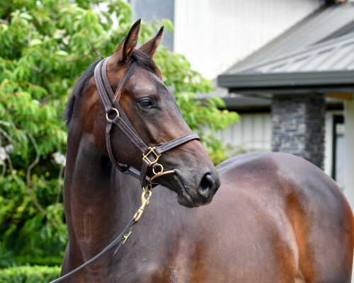 Lot 477: Almanzor (FR) / Summer's Day (NZ)