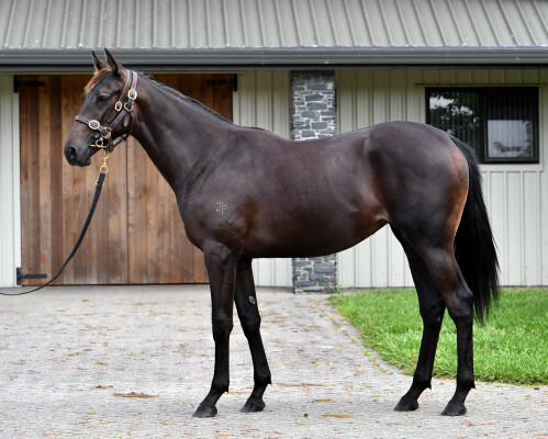 Lot 566: Ardrossan / Waimoku Falls (NZ)