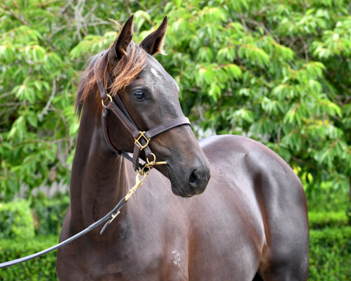 Lot 566: Ardrossan / Waimoku Falls (NZ)