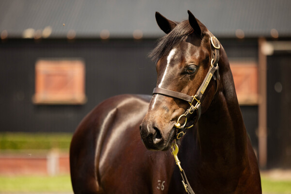 Lot 55: Hellbent / Happy Hannah