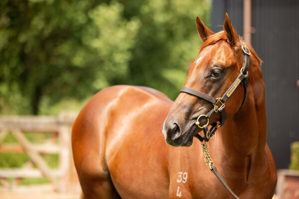 Lot 309: Stay Inside / Pirapala