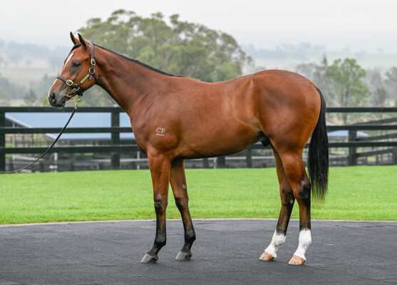 Lot 140: Hellbent / Lilliburlero