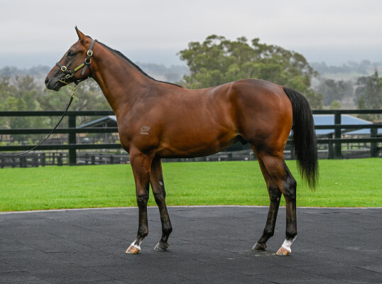 Lot 297: Toronado (IRE) / Pepperberry