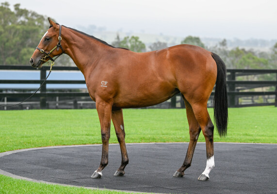 Lot 360: Pierata / Rosefleur