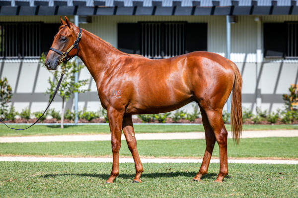 Lot 389: All Too Hard / Satsara