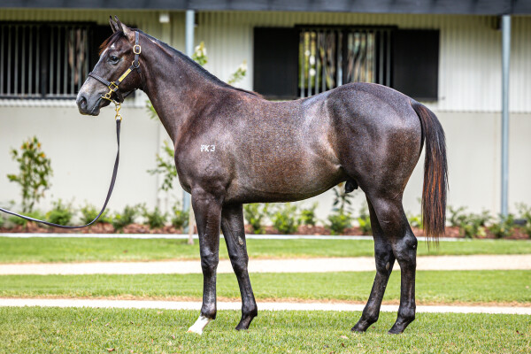 Lot 476: Tassort / Suggestions (NZ)