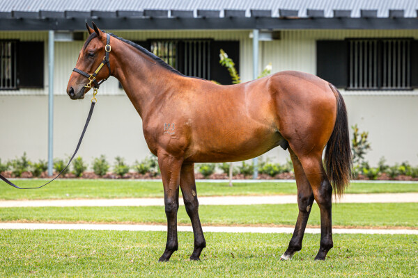 Lot 512: Home Affairs / Think Bleue