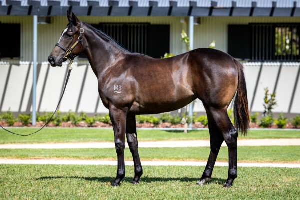 Lot 700: Captivant / Carribean Sunset (IRE)