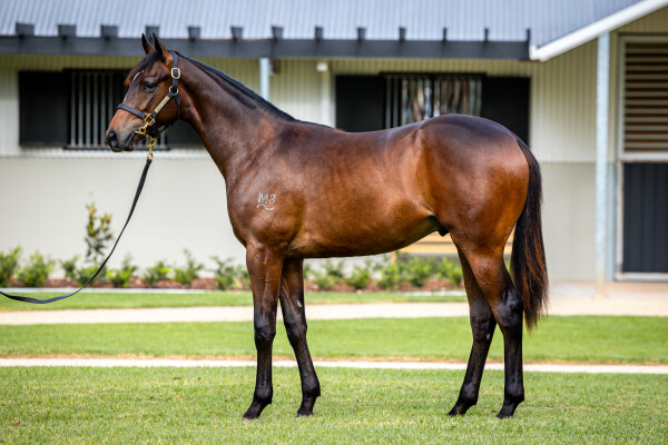 Lot 783: Captivant / Enstone (CAN)